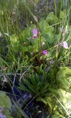 Dodecatheon