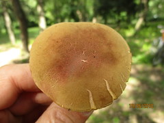 Xerocomellus pruinatus