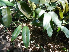Cryptocarya cunninghamii