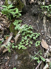 Sedum glaucophyllum