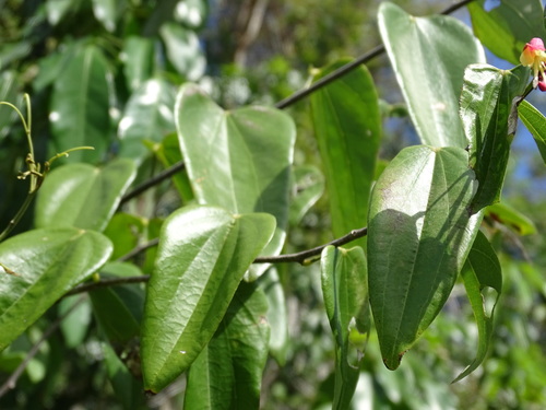 Image of Bauhinia jenningsii by (c) Alexis López Hernández, some rights reserved (CC BY)