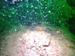 Rypticus bicolor