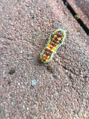 Phauda flammans