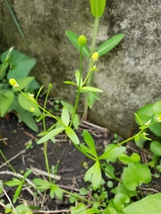 Ranunculus abortivus