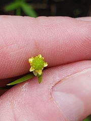Ranunculus abortivus