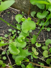 Ranunculus abortivus