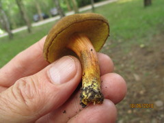 Xerocomellus pruinatus