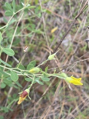 Baptisia lecontei