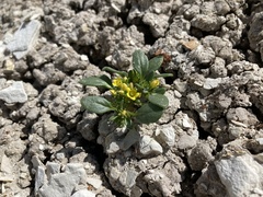Phacelia lutea lutea