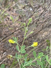 Baptisia lecontei
