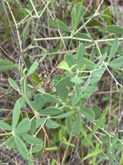 Baptisia lecontei