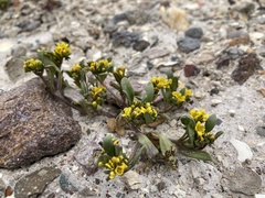 Phacelia lutea lutea