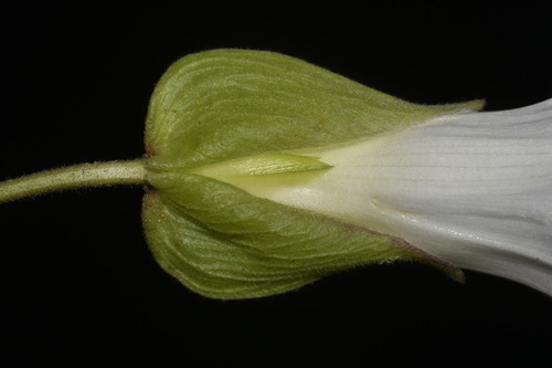Image of Calystegia catesbeiana by (c) Brian Finzel, some rights reserved (CC BY-SA)