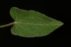 Calystegia catesbeiana