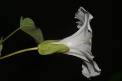 Calystegia catesbeiana