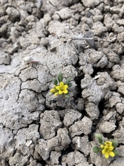 Phacelia lutea lutea