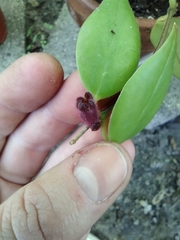 Aeschynanthus longicaulis