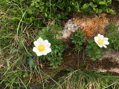 Anemonoides baldensis