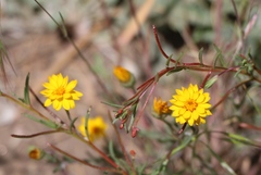 Pentachaeta aurea aurea