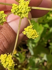 Lomatium nudicaule