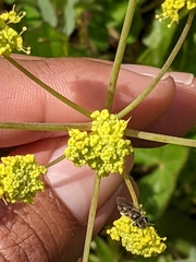 Lomatium nudicaule