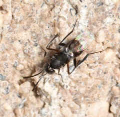 Homalotylus