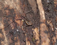 Forsteropsalis marplesi
