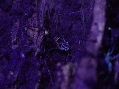 Forsteropsalis marplesi