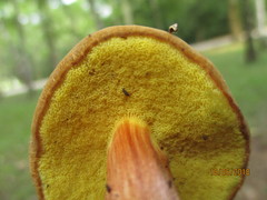 Xerocomellus pruinatus