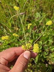 Lomatium nudicaule