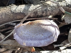 Phlegmacium lavendulense