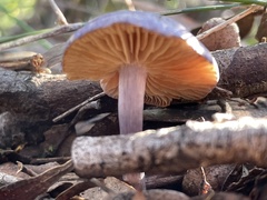 Phlegmacium lavendulense