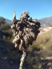 Tillandsia pedicellata