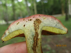 Xerocomellus pruinatus