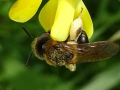 Andrena wilkella