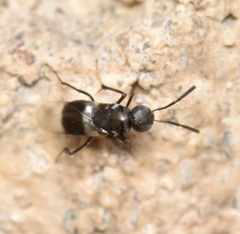 Homalotylus