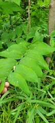 Polygonatum biflorum