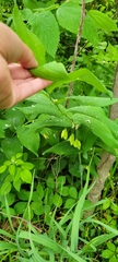 Polygonatum biflorum