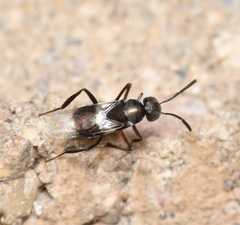 Homalotylus