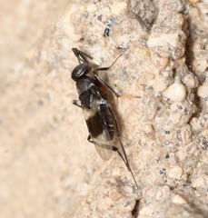 Homalotylus