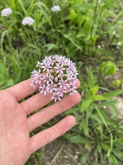 Allium canadense lavandulare