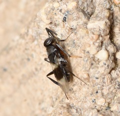 Homalotylus