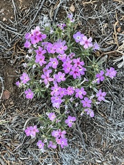 Phlox austromontana