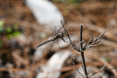 Helocordulia selysii