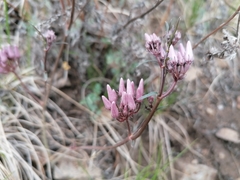 Cynanchum purpureum