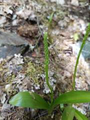Platanthera unalascensis