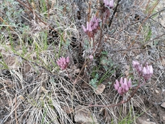 Cynanchum purpureum
