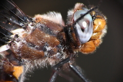 Helocordulia selysii