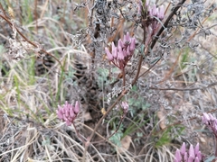 Cynanchum purpureum