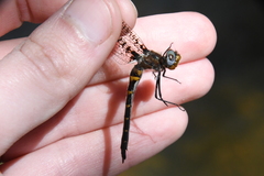 Helocordulia selysii